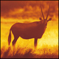 Gemsbok, Kgalagadi Transfrontier Park, Northern Cape