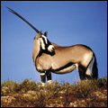 Gemsbok, Kgalagadi Transfrontier Park, Northern Cape