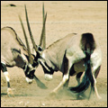 Gemsbok, Kgalagadi Transfrontier Park, Northern Cape