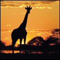 Giraffe, Kruger National Park