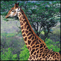 Giraffe, Hluhluwe Umfolozi Park, KwaZulu-Natal