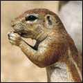 Ground squirrels, Kgalagadi Transfrontier Park