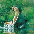 Hippo, Kruger National Park