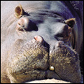 Hippo, Kruger National Park