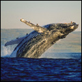 Humpback whale off Hermanus in the Western Cape