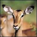 Impala, Kruger National Park
