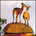Klipspringers, Kruger National Park
