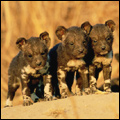 Four-week-old African wild dog pups at their den, Gowrie, Mpumalanga