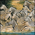 Burchells zebras, Kruger National Park