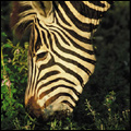 Zebra, Kruger National Park