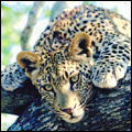 Leopard, Kruger National Park surrounds, Mpumalanga