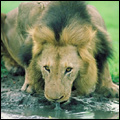 Lion, Kruger National Park
