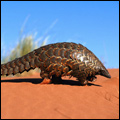 Pangolin (scaly anteater), Kgalagadi Transfrontier Park, Northern Cape