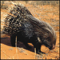 Porcupine, Kgalagadi Transfrontier Park, Northern Cape
