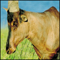 Red hartebeest, Midmar Game Reserve, KwaZuilu-Natal