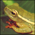Reed frog, Greater St Lucia Wetland Park, KwaZuilu-Natal