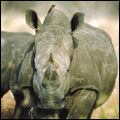 White rhino, Kruger National Park