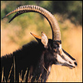 Sable antelope, North West