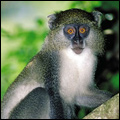 Samango monkey, KwaZulu-Natal