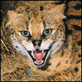 Serval, Limpopo