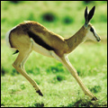 Springbok, Mala Mala Game Reserve