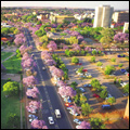 Pretoria, Gauteng: jacaranda season