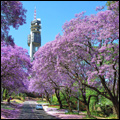 Pretoria, Gauteng: jacaranda season