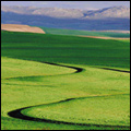 Green winter barley fields in the Overberg, Western Cape