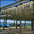 Fish drying in Velddrif on the Western Cape west coast