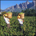 Grape harvesting at Bovlei Vineyard, Western Cape