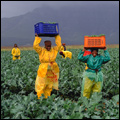 Harvesting broccoli near Stellenbosch, Western Cape