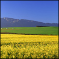 Canola fields in the southern region of the Western Cape