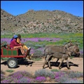 Donkey cart near Springbok, Northern Cape
