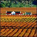 Autumn in the Hex River Valley, Western Cape