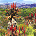 Aloe plants in the Great Karoo, Western Cape