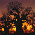 Baobab, Limpopo