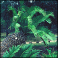 Cycads, Mpumalanga