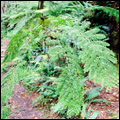 Giant treefern in the Tsitsikamma forest, Western Cape