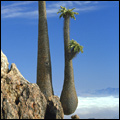 Halfmens plant in the Richtersveld region of the Northern Cape