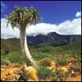Karoo National Gardens near Worcester in the Western Cape