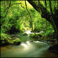 Forest near Sabie, Mpumalanga