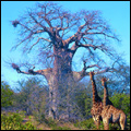Giraffes with baobab tree in the Kruger National Park, Limpopo