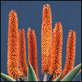 Aloe, Northern Cape