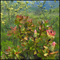 Fynbos, Western Cape