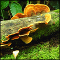 Fungi on trees in the Knysna forest, Western Cape