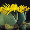 Lithops, or transvaal stone plants, Gauteng
