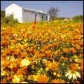 Namaqualand daisies, Northern Cape