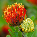 Pincushion protea near Stilbaai, Western Cape