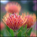 Protea, Western Cape