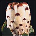 Queen protea, Western Cape